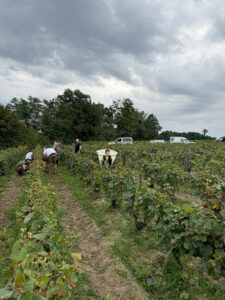 Vendanges