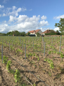 Parcelle de vigne pliée