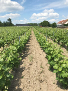 Vigne au mois de juin