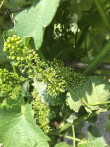 Vigne en floraison