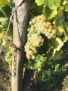 Grappe de raisin avant les vendanges