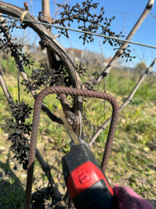 vigne entrain d'être taillé