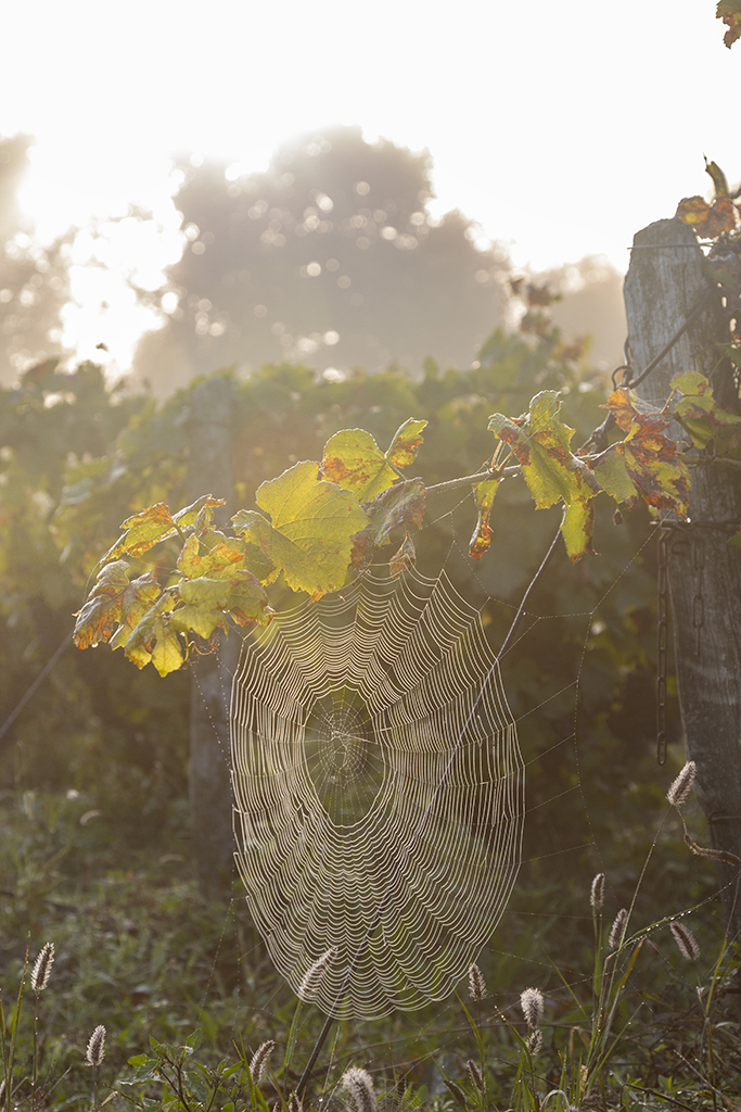 Toile d'araignée sur une branche de vigne