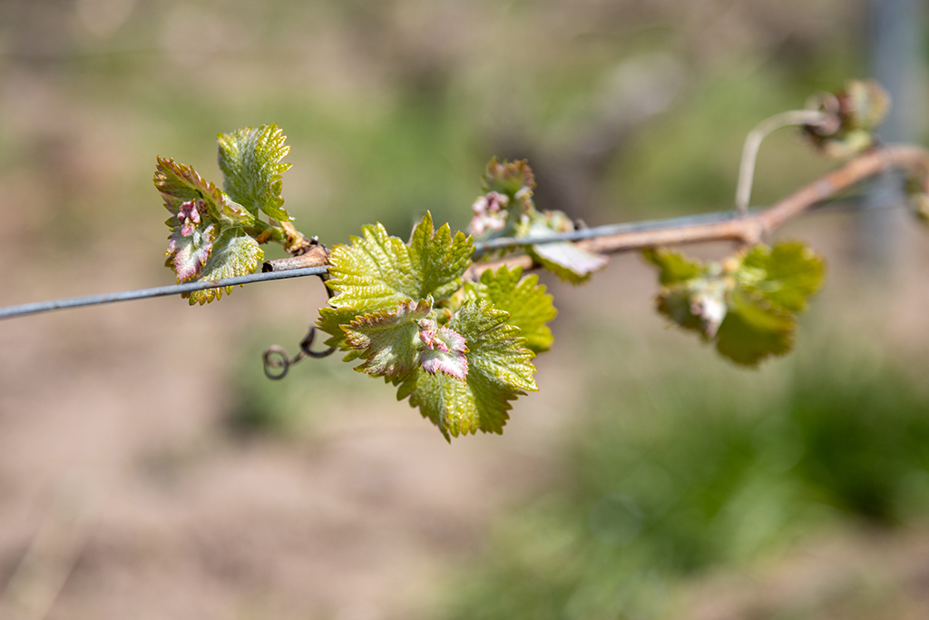 Débourrement de la vigne