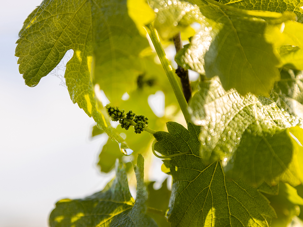 Grappe de raisin au mois de mai