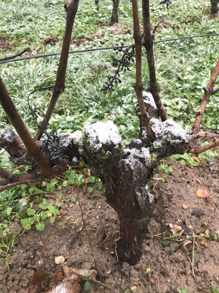 Cep de vigne sous la neige