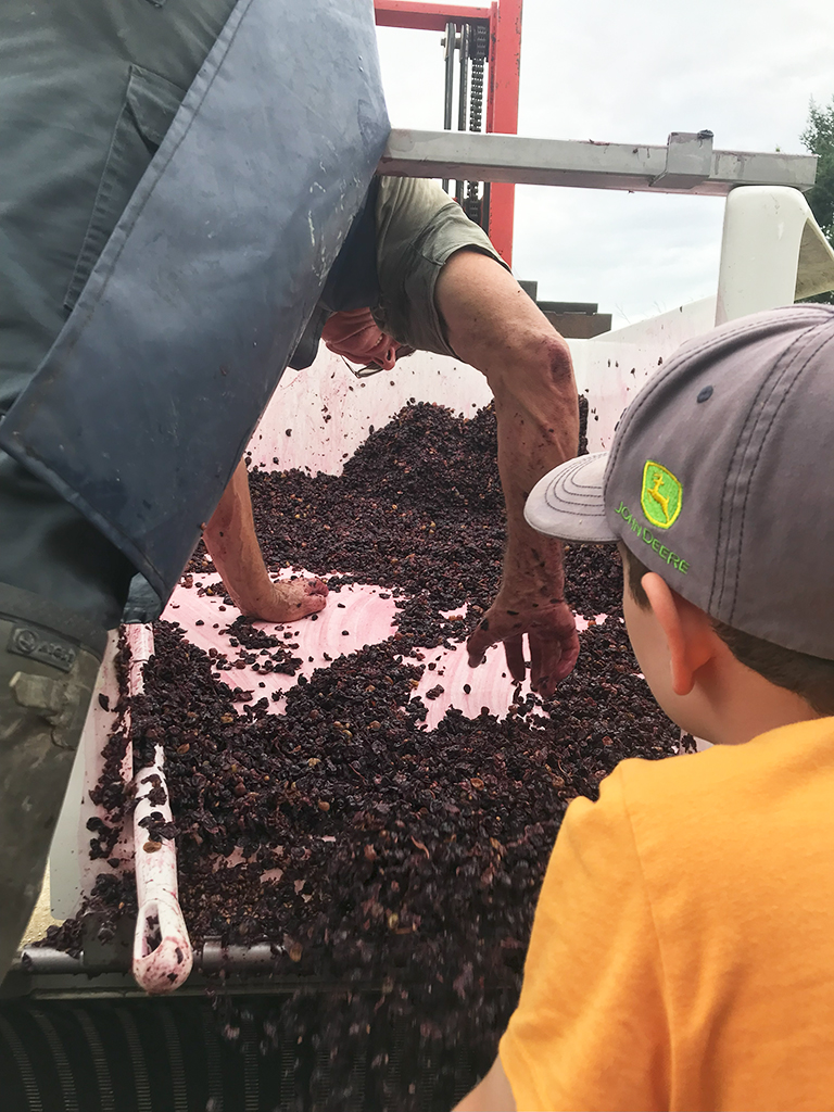 Jean-Pierre et Adam pendant les vendanges