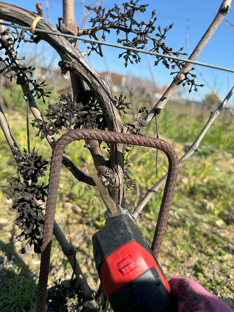 vigne entrain d'être taillé