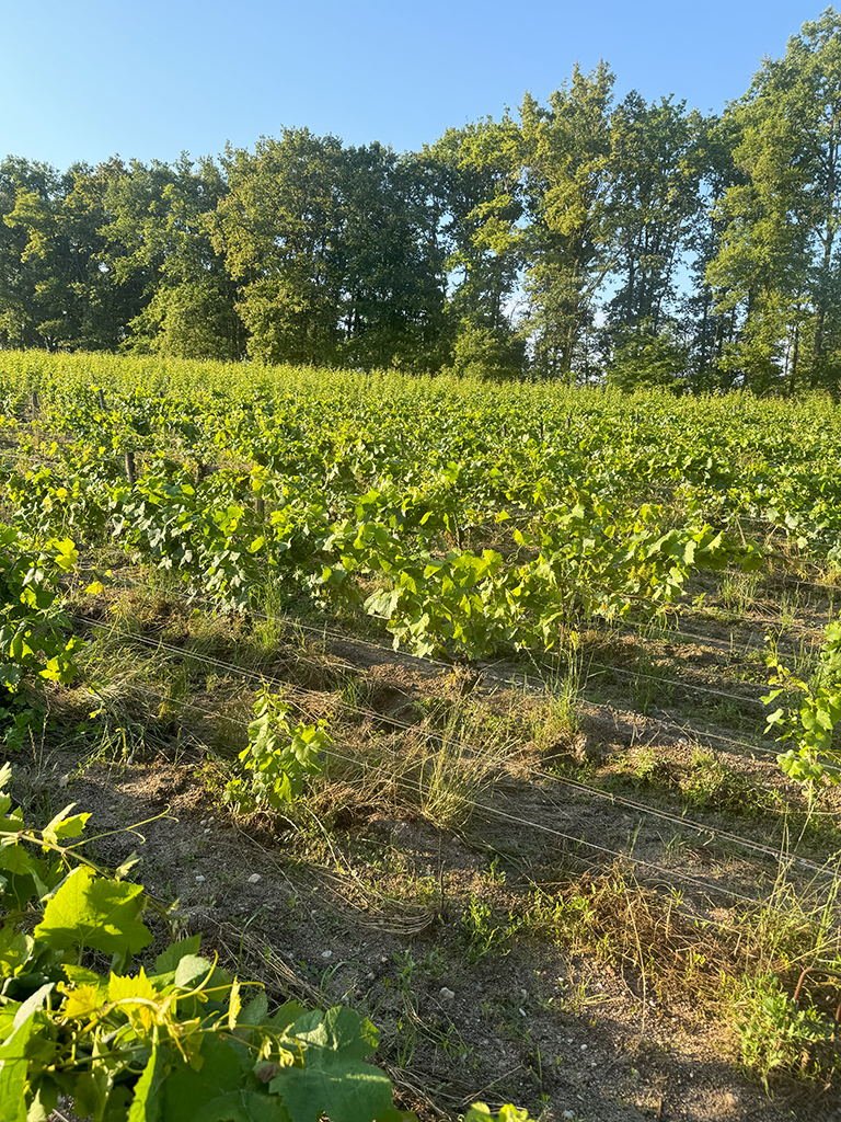 Vigne au moins de juin