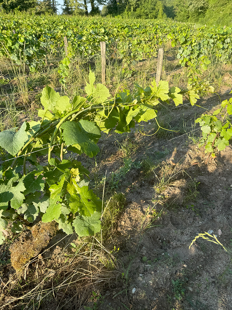 Tressage des branches