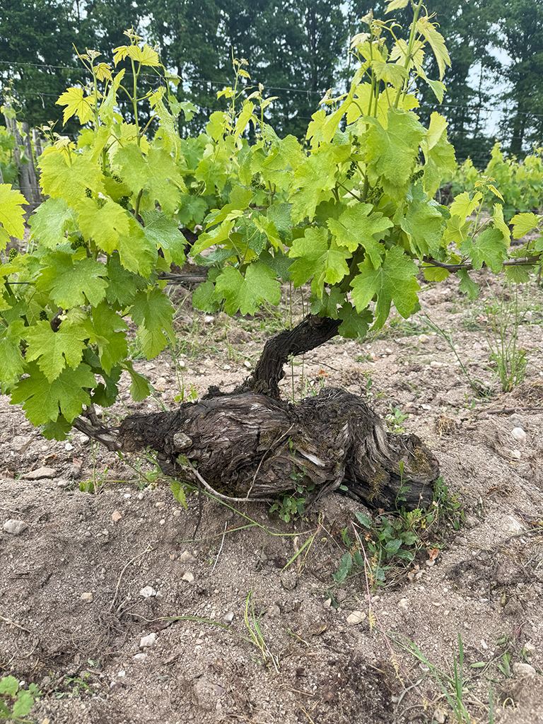 vieux pied de vigne
