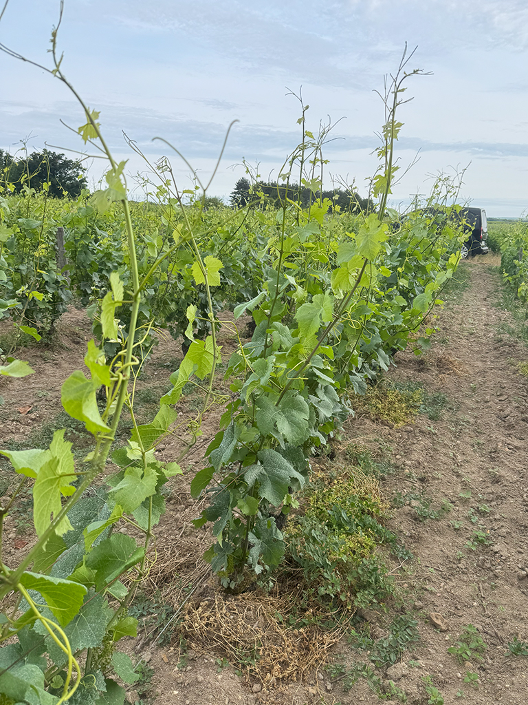 Vigne en Juin
