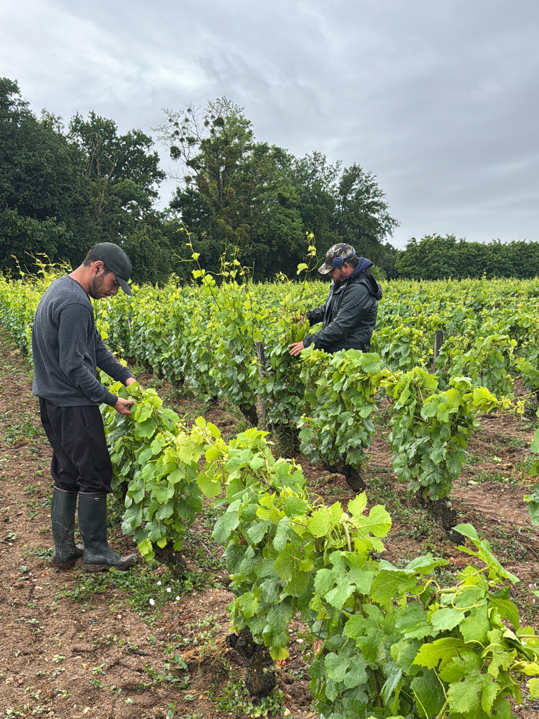 Julien et Kevin dans les vignes